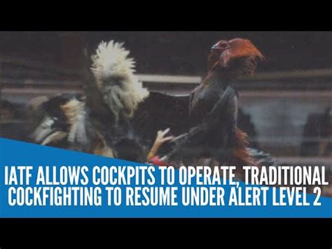 COCKFIGHTING RESUMES .
